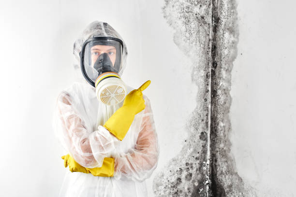 Why You Should Choose Our Mold Remediation Services in Hilliard, FL